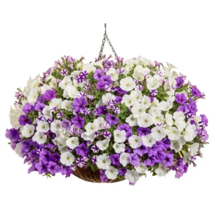 White and purple petunias in a hanging basket